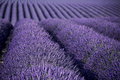 007_002_Plateau_de_Valensole_resize