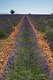 010_036_Plateau_de_Valensole_resize