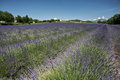 014_038_Plateau_de_Valensole_resize