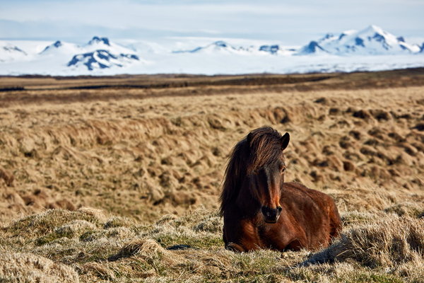 041_081_Horse_resize