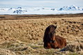 041_081_Horse_resize