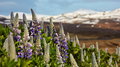 069_405_Flowers_resize