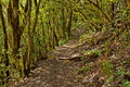 133_Foggy_Forest_resize