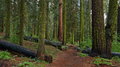 144_Yosemite_Tuolumne_Grove_Trail_resize