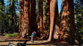 295_Sequioa_National_Park_resize