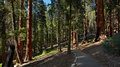 342_Sequioa_National_Park_resize
