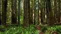 677_Jedediah_Smith_Redwoods_State_Park_resize