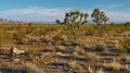 Joshua-Tree-Scenic-Parkway_IMG_6400_resize